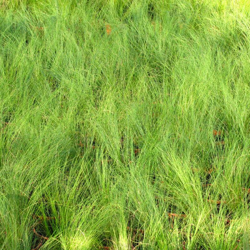 Stipa tenuissima 'Pony Tails' - Ostnica cieniutka