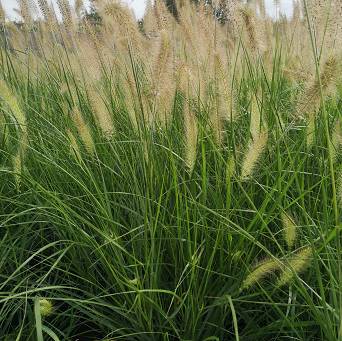 Pennisetum alopecuroides 'Lady U' - Rozplenica japońska