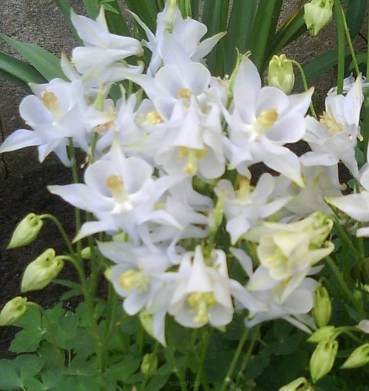 Aquilegia caerulea 'Earlybird Purple White' - Orlik błękitny