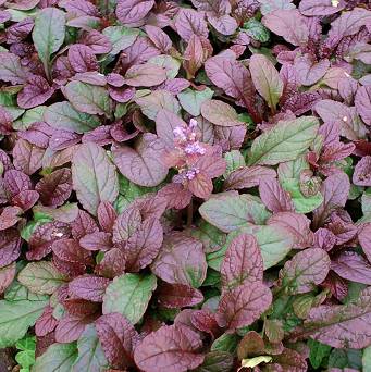 Ajuga reptans 'Mahogany' - Dąbrówka rozłogowa