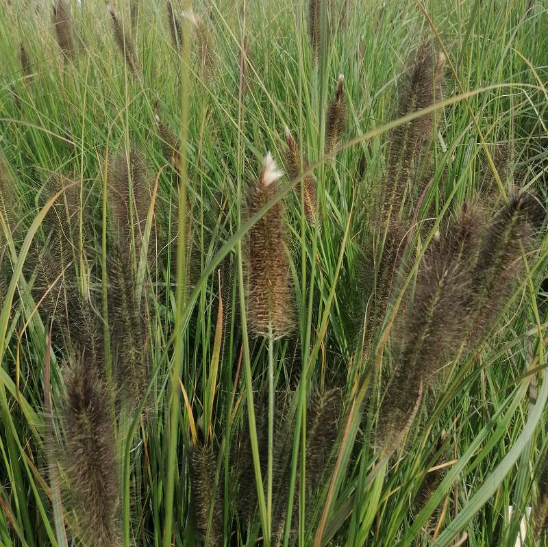 Pennisetum alopecuroides 'Foxtrot' - Rozplenica japońska