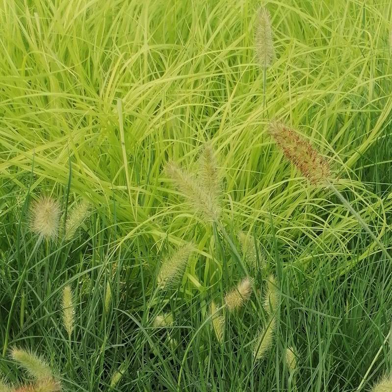 Pennisetum alopecuroides 'Hameln Gold' - Rozplenica japońska