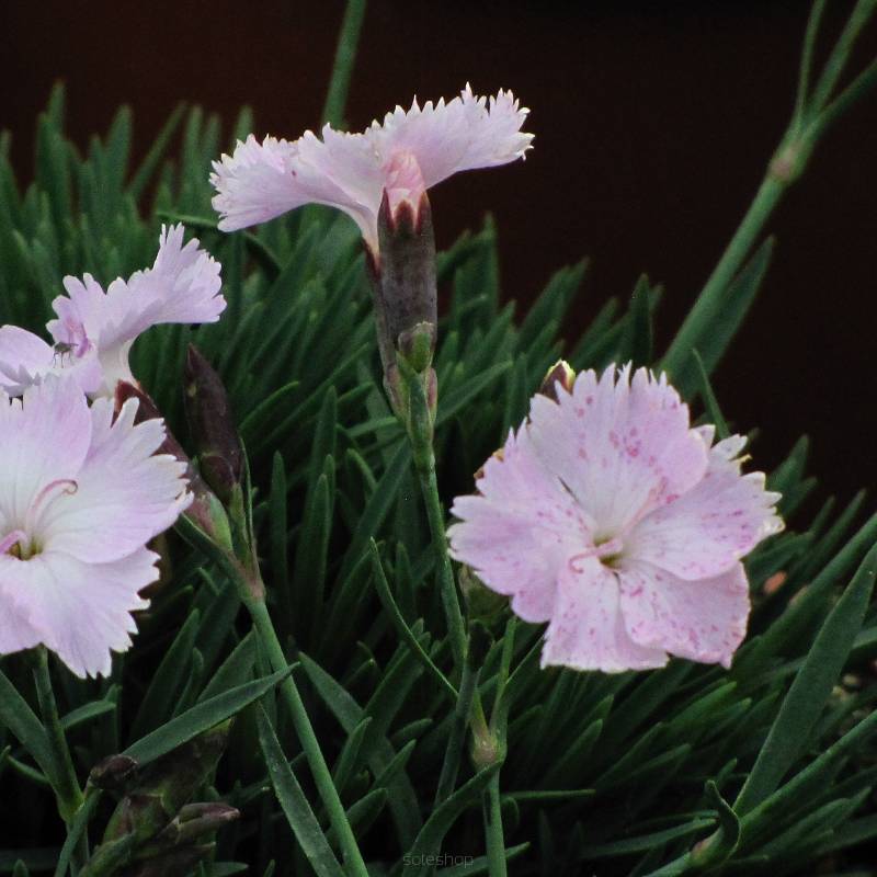 Dianthus 'Whatfield Wisp' - Goździk C1,5