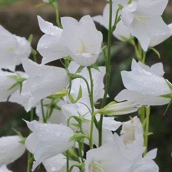 Campanula persicifolia 'Takion White' Dzwonek brzoskwiniolistny