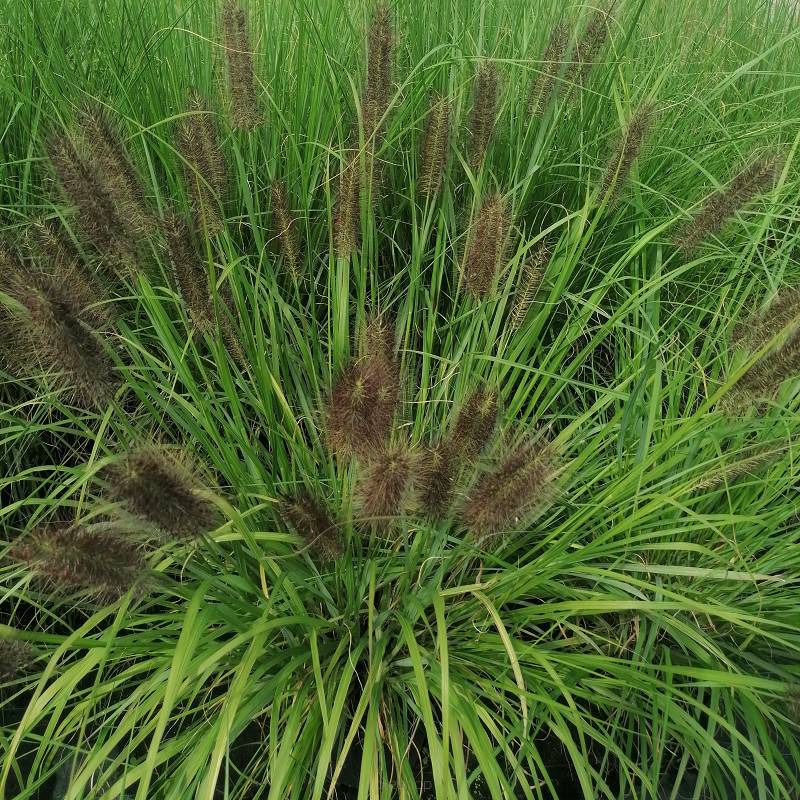 Pennisetum alopecuroides 'Black Beauty' - Rozplenica japońska