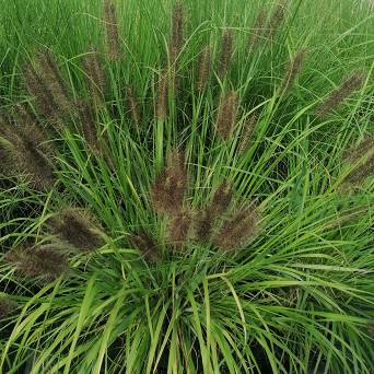 Pennisetum alopecuroides 'Black Beauty' - Rozplenica japońska