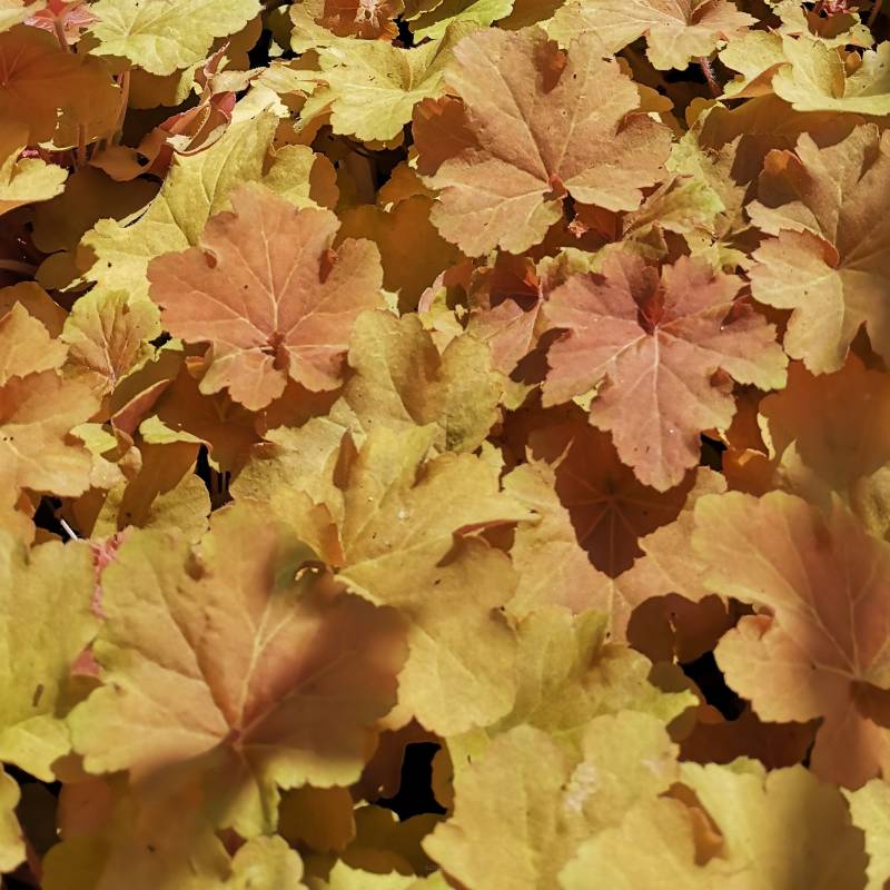 Heuchera  villosa 'Kassandra' - Żurawka owłosiona