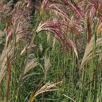 Miscanthus sinensis 'Melapartus' - Miskant chiński