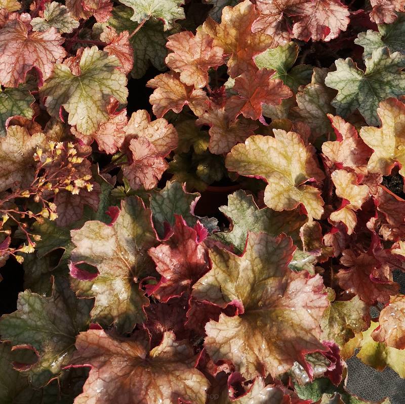 Heuchera  x hybrida 'World Caffe Americano' - Żurawka ogrodowa