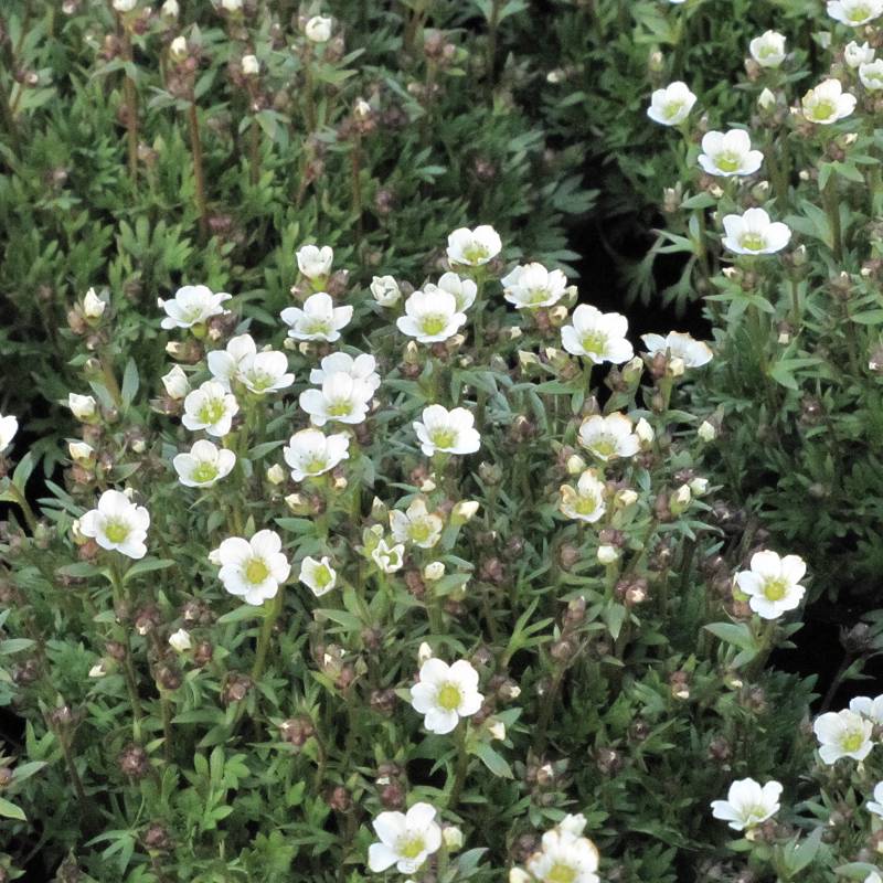 Saxifraga arendsii 'Marto White' - Skalnica Arendsa