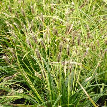 Carex morowii 'Ice Dance' - Turzyca Morrowa