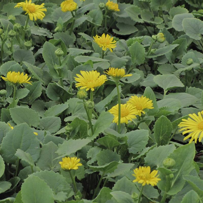 Doronicum orientale 'Little Leo' - Omieg wschodni