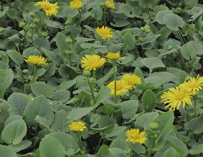 Doronicum orientale 'Little Leo' - Omieg wschodni