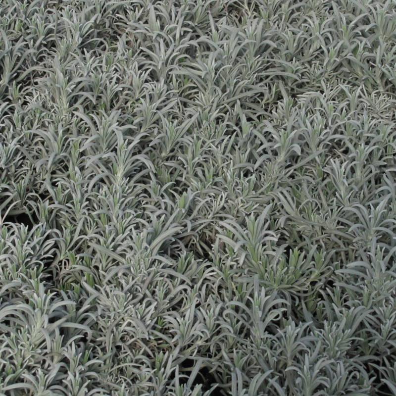 Lavandula  intermedia 'Grapenhall' - Lawenda  pośrednia C5L