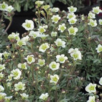 Saxifraga arendsii 'Limerock' - Skalnica Arendsa