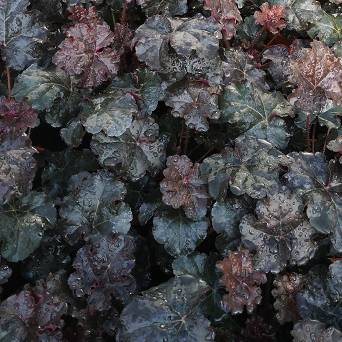 Heuchera  x hybrida 'World Caffe Expresso' - Żurawka ogrodowa