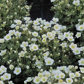 Saxifraga arendsii 'Touran Large White' - Skalnica Arendsa