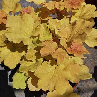 Heuchera x hybrida 'Kassandra' - Żurawka ogrodowa