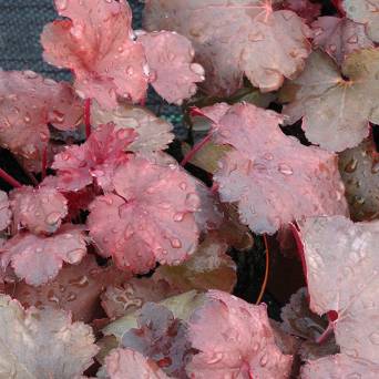 Heuchera x hybrida 'Cherry Cola' - Żurawka ogrodowa