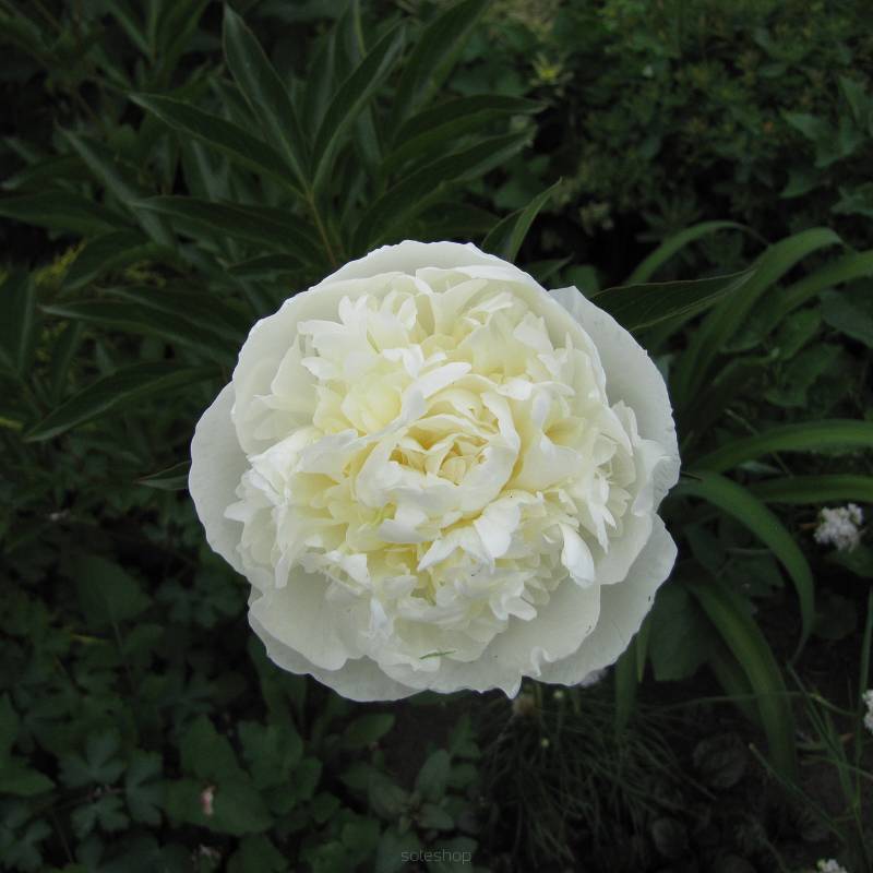 Paeonia lactiflora 'Duchesse de Nemours' - Piwonia chińska