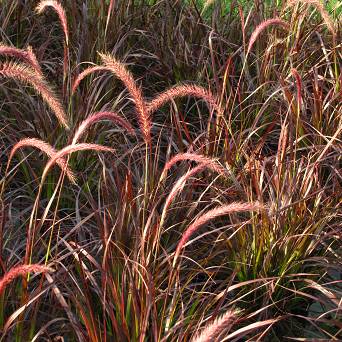 Pennisetum setaceum 'Rubrum' - Rozplenica szczecinkowata 