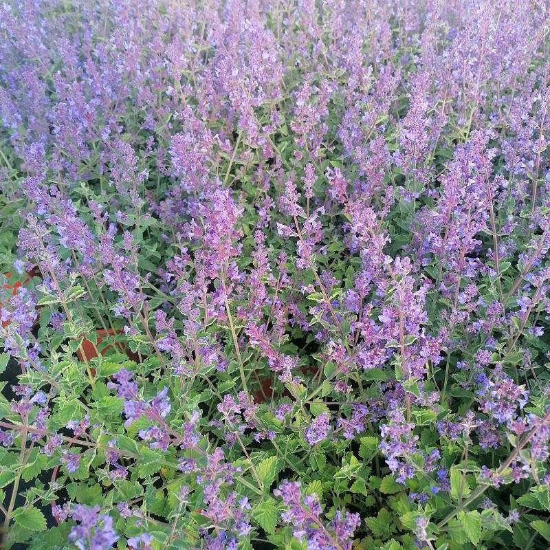 Nepeta fasseni - Kocimiętka Fassena