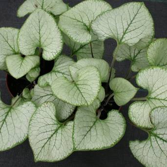 Brunnera macrophylla 'Silver Heart' - Brunnera wielkolistna