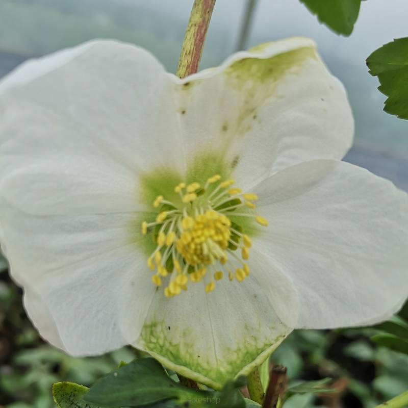 Helleborus niger - Ciemiernik biały