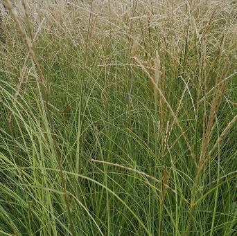 Miscanthus sinensis  'Gracilimus' -  Miskant chiński