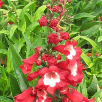 Penstemon hartwegii 'Polaris Red' - Penstemon Hartwega