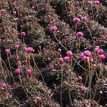 Armeria maritima 'Rubifolia' - Zawciąg nadmorski