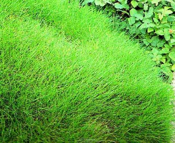 Festuca gautieri (scoparia) - Kostrzewa Gautiera