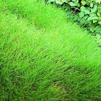 Festuca gautieri (scoparia) - Kostrzewa Gautiera