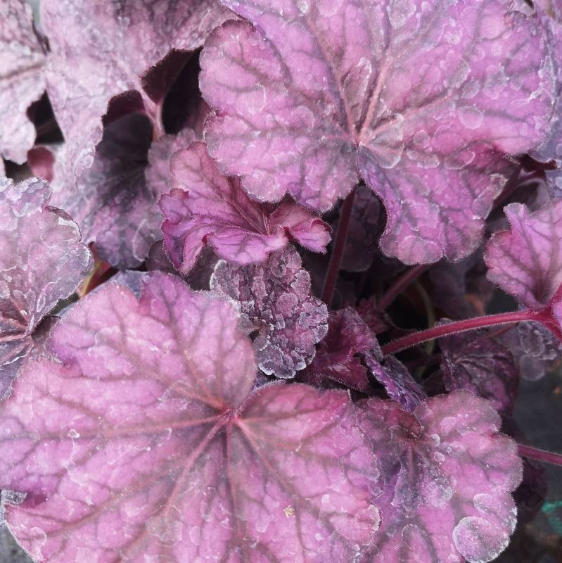 Heuchera  x hybrida 'Wild Rose' - Żurawka ogrodowa