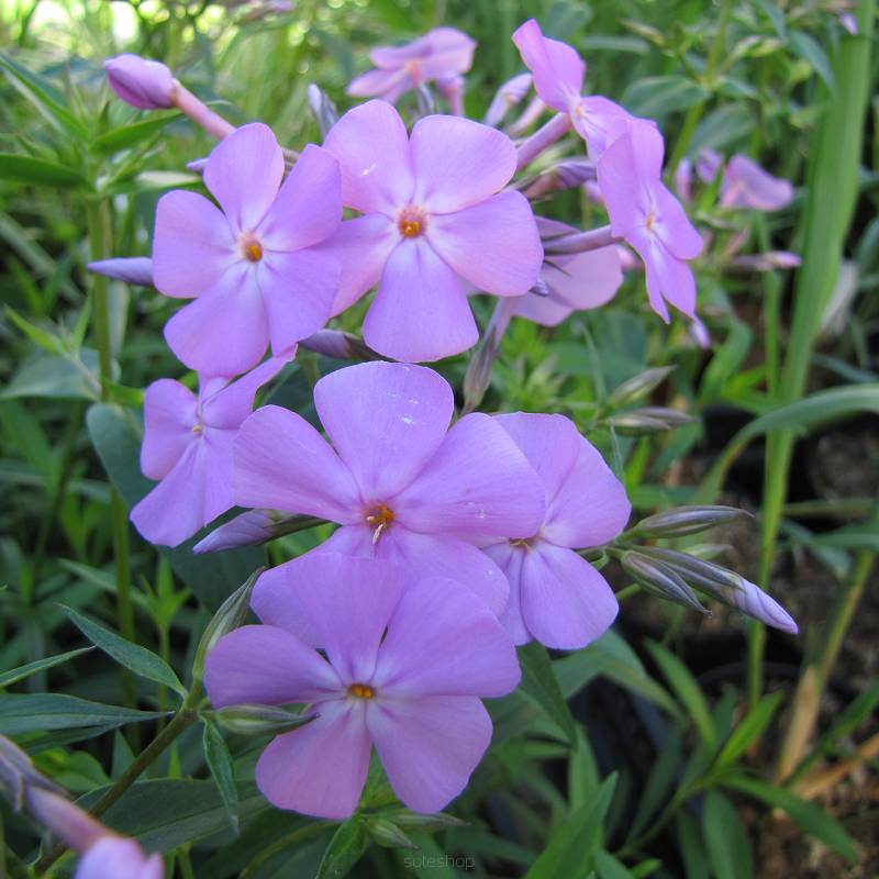 Phlox  divaricata 'Blue Moon' - Floks   kanadyjski