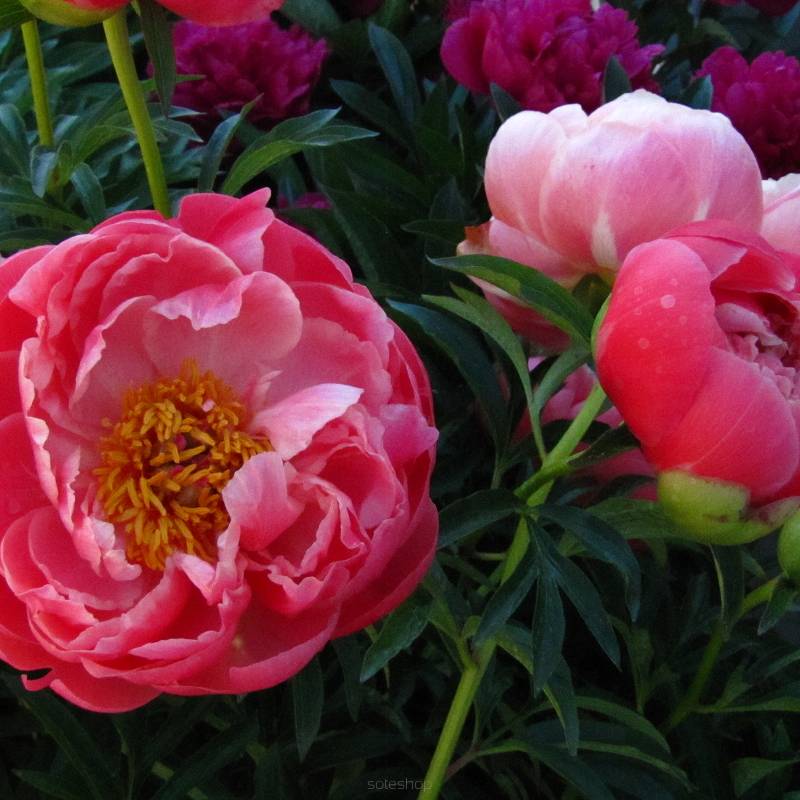 Paeonia lactiflora 'Coral Sunset' - Piwonia chńska