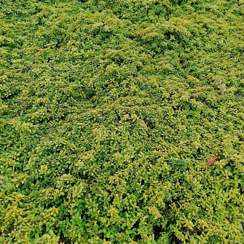 Thymus citriodorus 'E.B. Anderson' - Macierzanka cytrynowa