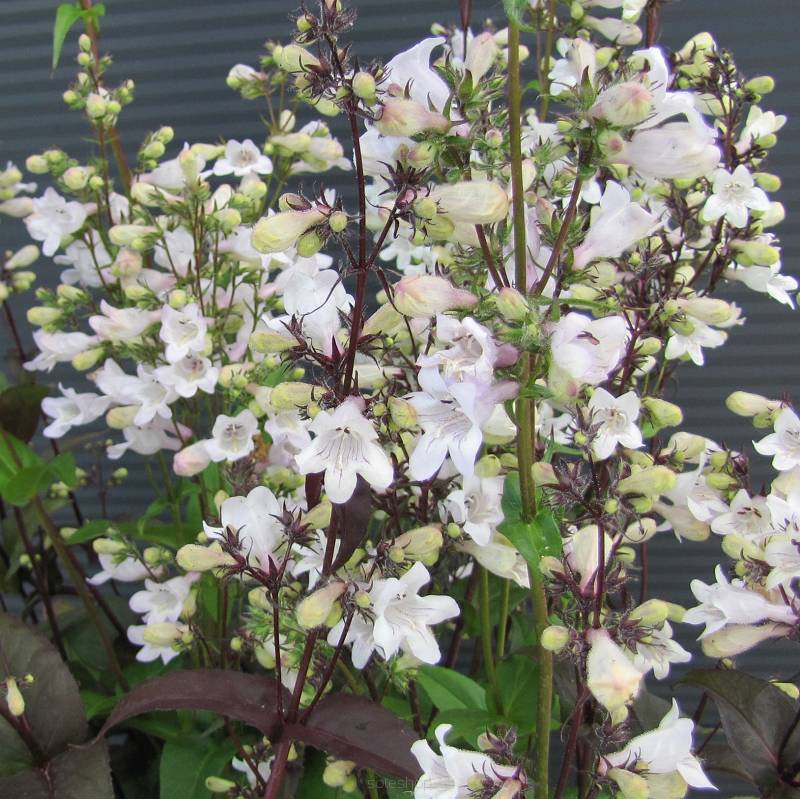 Penstemon digitalis 'Husker Red' - Penstemon palczasty