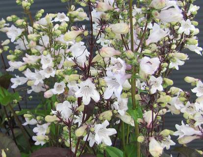 Penstemon digitalis 'Husker Red' - Penstemon palczasty