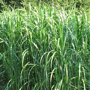 Miscanthus x giganteus - Miskant olbrzymi