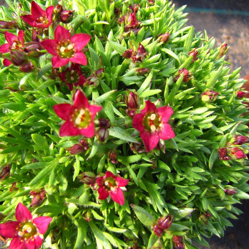 Saxifraga arendsii 'Touran Deep Red Rockred' - Skalnica Arendsa