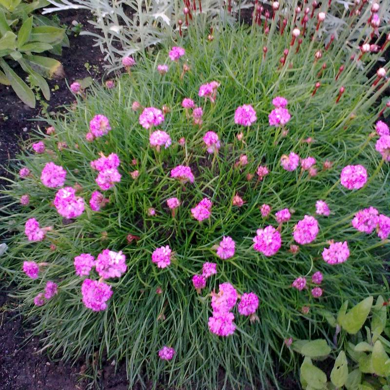 Armeria maritima 'Abbey Rose' - Zawciąg nadmorski