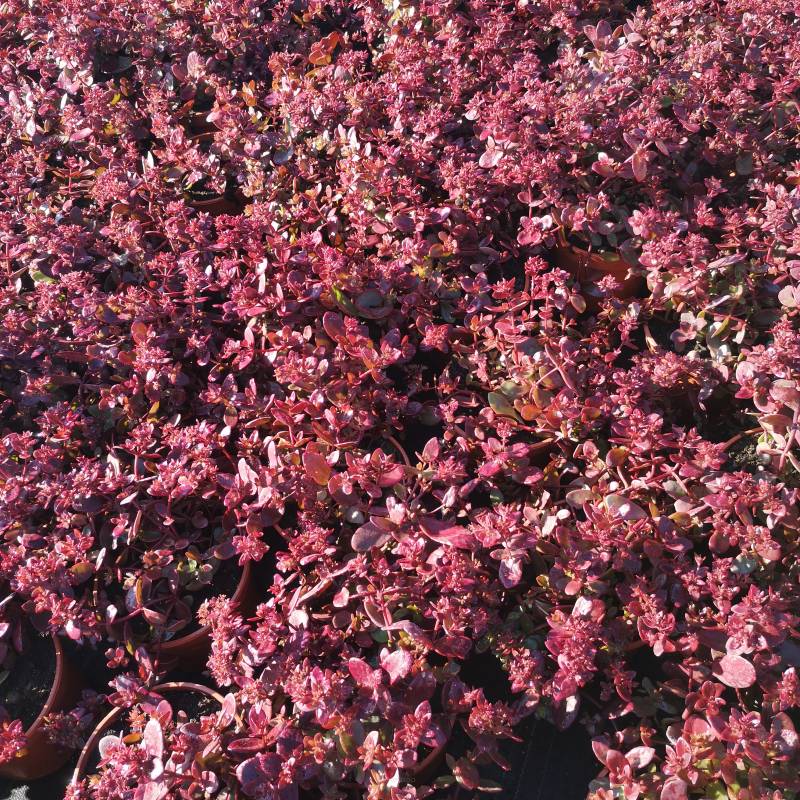 Sedum 'SunSparkler® Firecracker' - Rozchodnik 