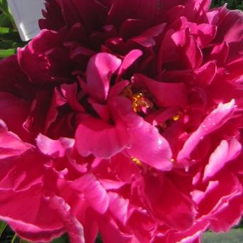 Paeonia lactiflora 'Louis Van Houtte' - Piwonia chińska