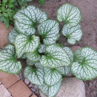 Brunnera macrophylla 'Sea Heart' - Brunnera wielkolistna