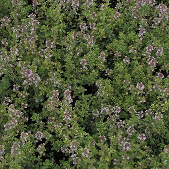 Thymus citriodorus 'Lemon Variegata' - Macierzanka cytrynowa