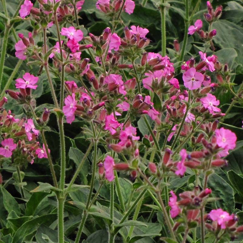 Silene 'Rollies Favorite' - Lepnica