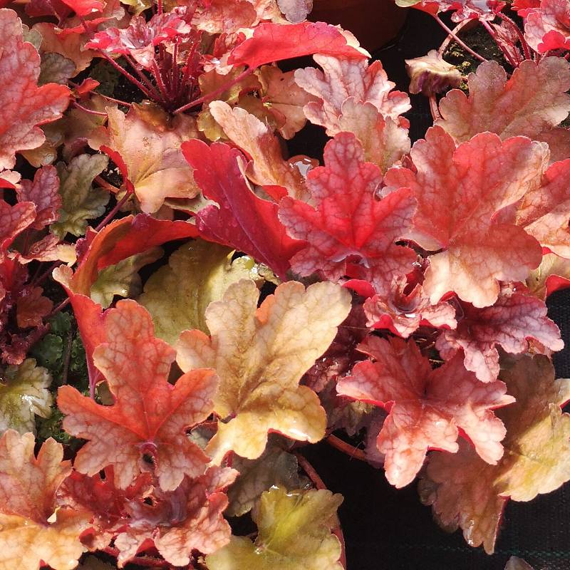 Heuchera  x hybrida 'Peach Flambé' - Żurawka ogrodowa