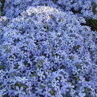 Phlox  divaricata 'Clouds of perfume' - Floks   kanadyjski