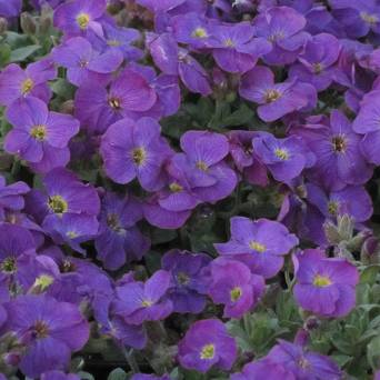 Aubrieta gracilis 'Kitte® Blue' - Żagwin drobny